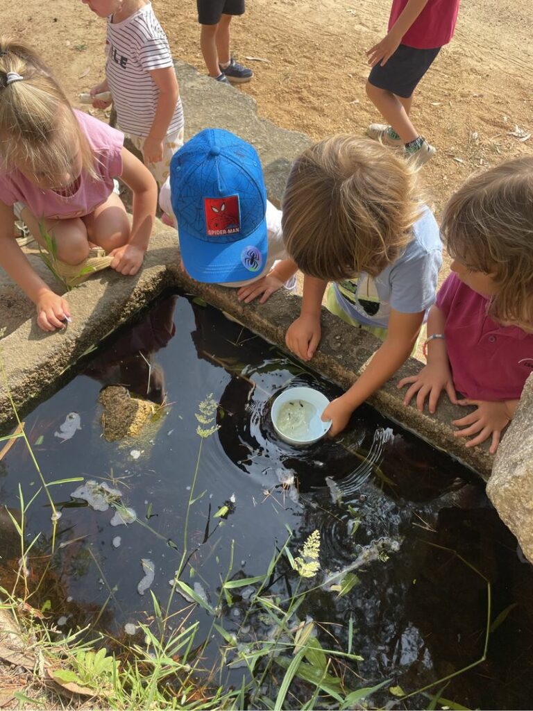 Butterflies and frogs